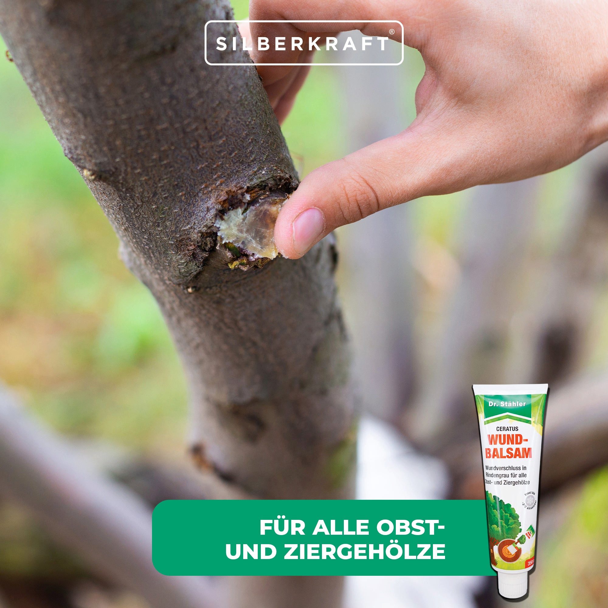 Dr. Stähler Baum-Wundverschluss Ceratus Wundbalsam – Mittel zur Wundversorgung für Bäume, 1000 g, Zuverlässiger Schutz vor Umwelteinflüssen & Keimen, Dauerhafte Wundpflege für Obst-, Zier- und Laubbäume, Zuverlässiger Schutz für Schnitt- und Rindenverletzungen