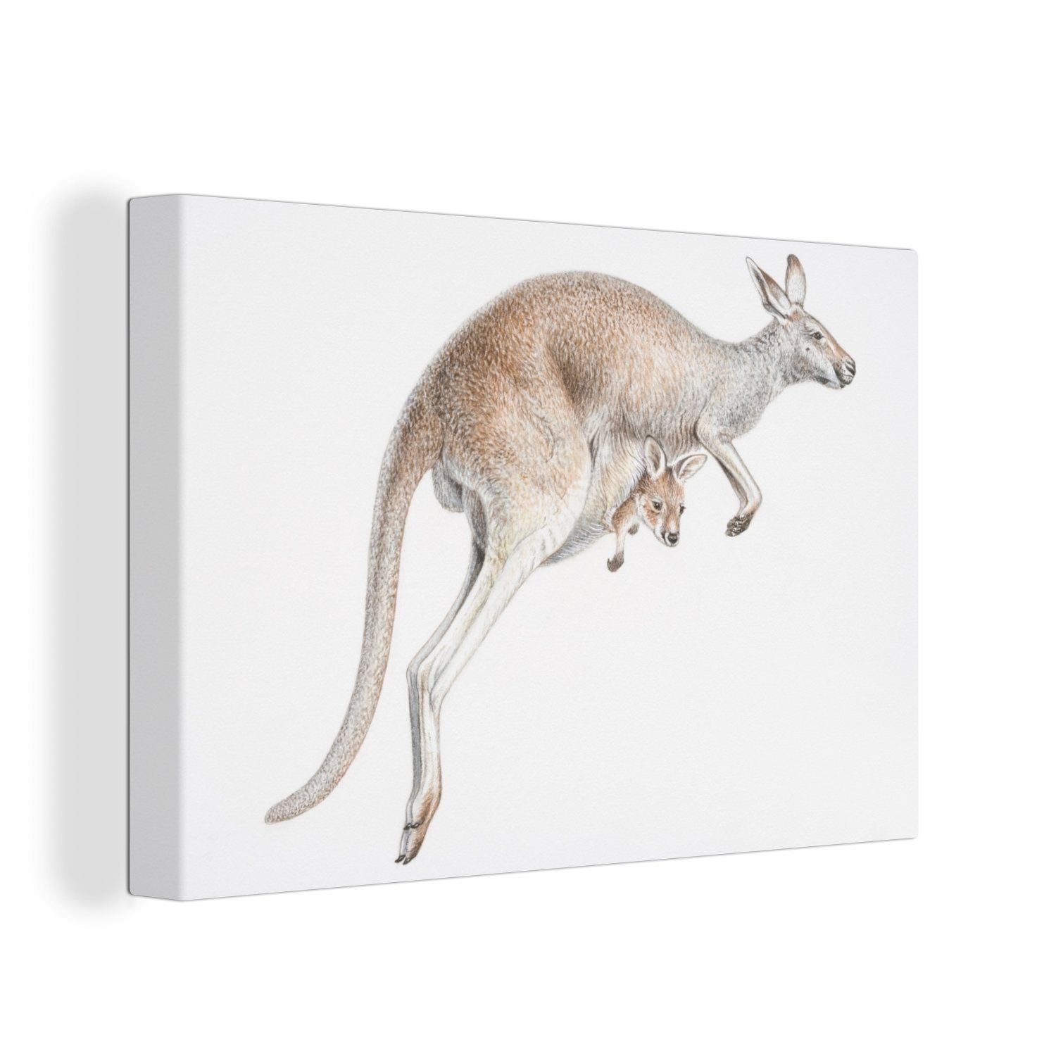 OneMillionCanvasses® Leinwandbild Känguru - Jung - Bleistift, (1 St), Wandbild Leinwandbilder, Aufhängefertig, Wanddeko, 30x20 cm