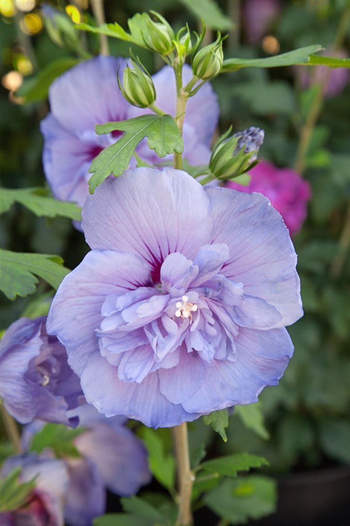 Pflanzen für Dich Gehölze Hibiscus syriacus Blue Chiffon, 1 St., Garteneibisch, Straucheibisch