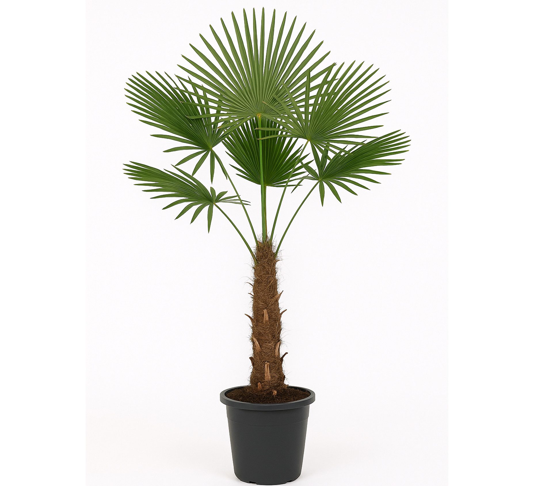 Palms-Store Baum Trachycarpus Fortunei Hanfpalme ca. 160 cm Winterhart bis –19 °C Top, Eine der frosthärtesten Palmen weltweit.
