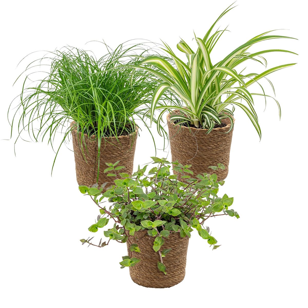 Bloomique Zimmerpflanze 3x Haustierfreundliche Mischung inkl. Korb aus Seegras - Haustierfreun, 3 St.