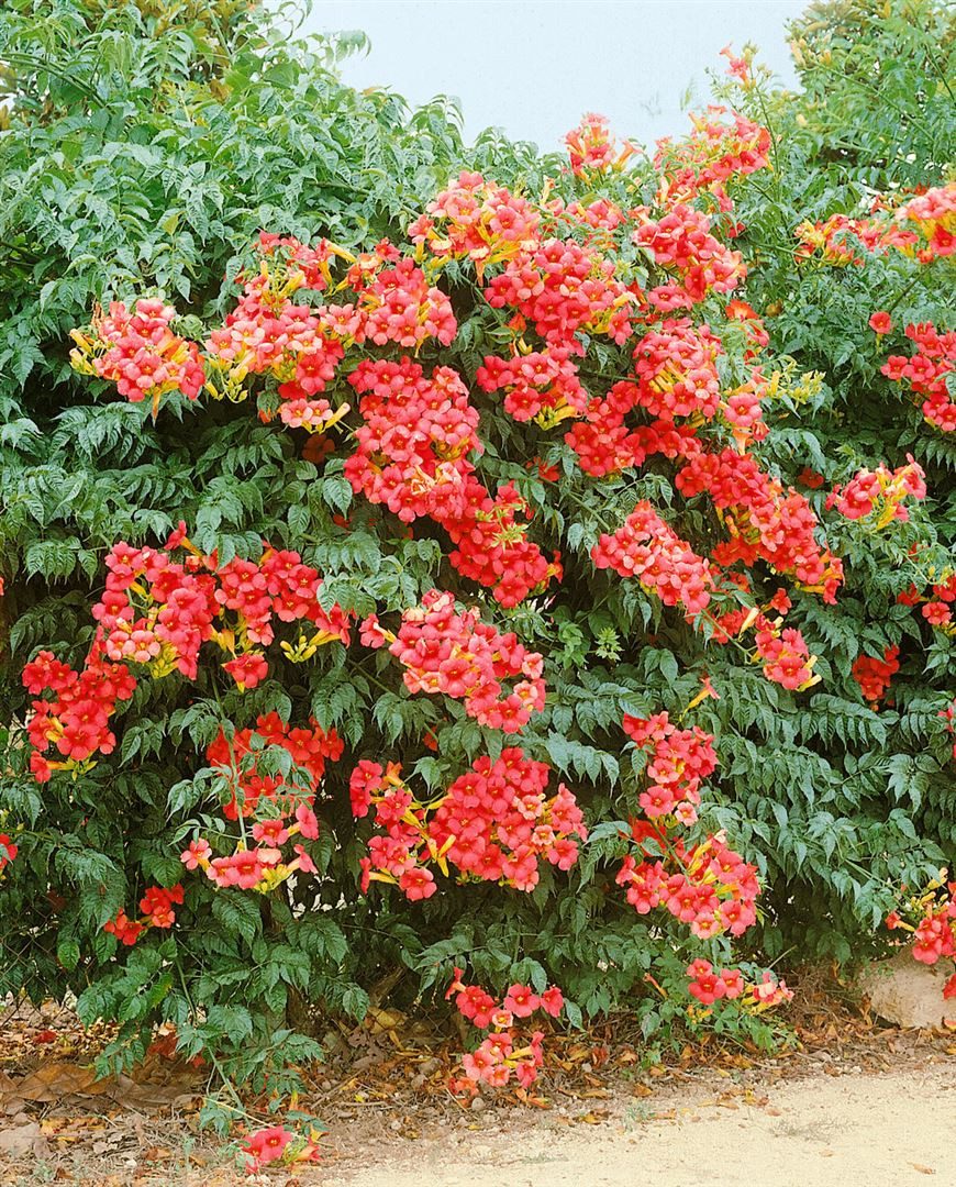 Pflanzen für Dich Kletterpflanze Campsis radicans Grandiflora, 1 St., Trompetenblume, Klettertrompete, orangeblüten, kletterpflanze