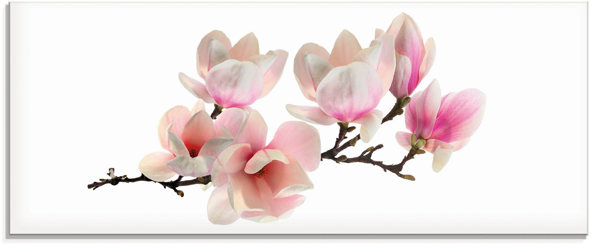 Artland Glasbild Magnolie, Blumen (1 St), in verschiedenen Größen