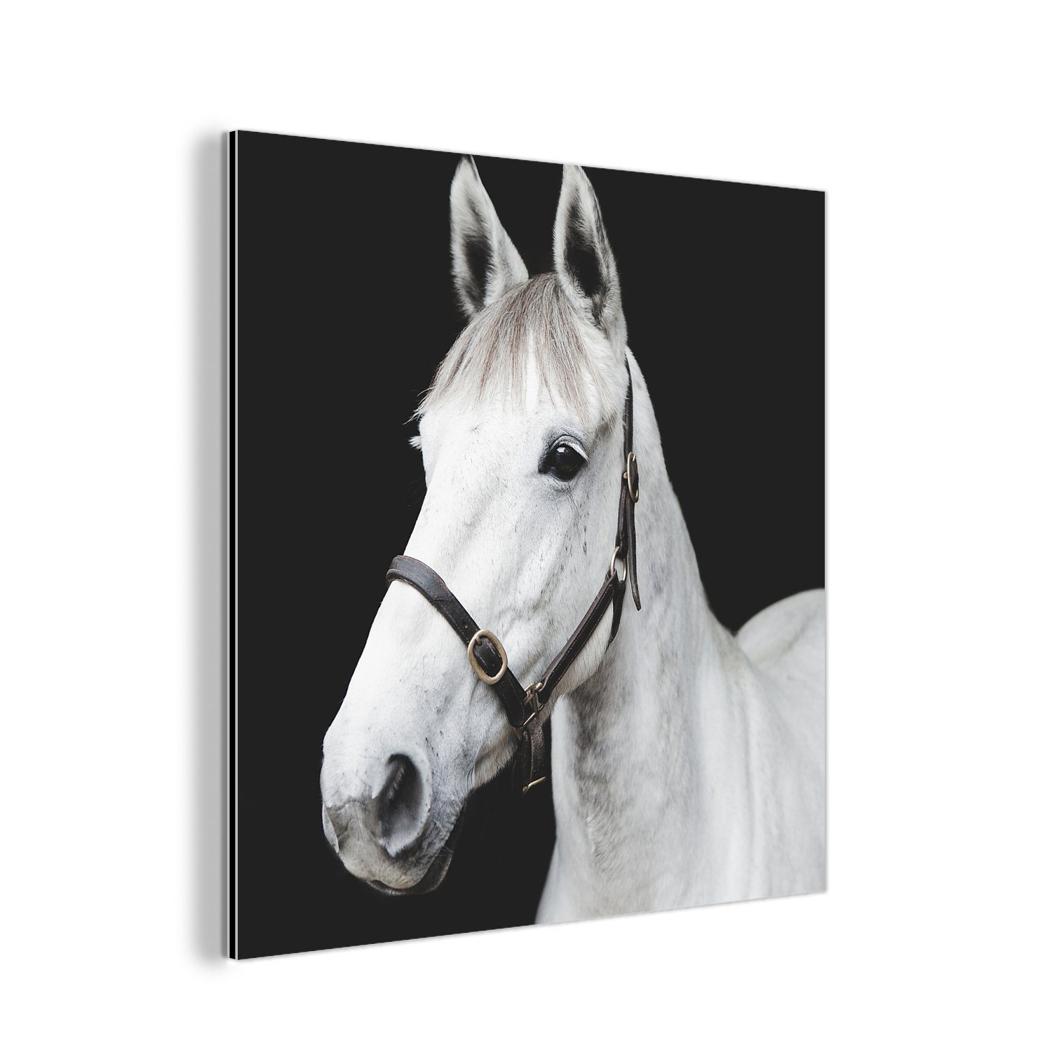 MuchoWow Metallbild Pferd Aluminium Gemälde - St), - Metall, Weiß, Halfter (1 Alu-Dibond-Druck, aus deko