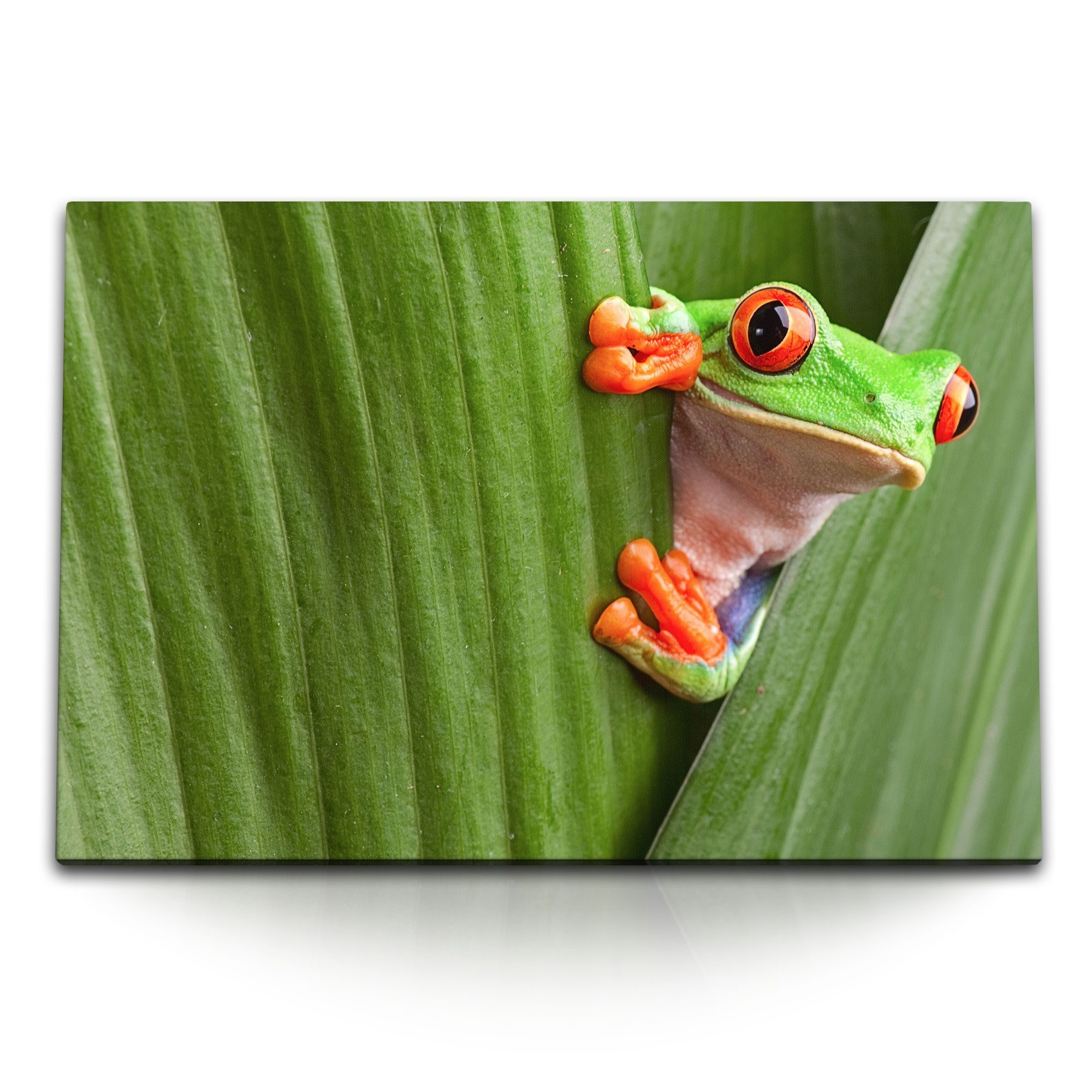 Sinus Art Leinwandbild 120x80cm Wandbild auf Leinwand Frosch auf Pflanzenblatt Grün Dschungel, (1 St)