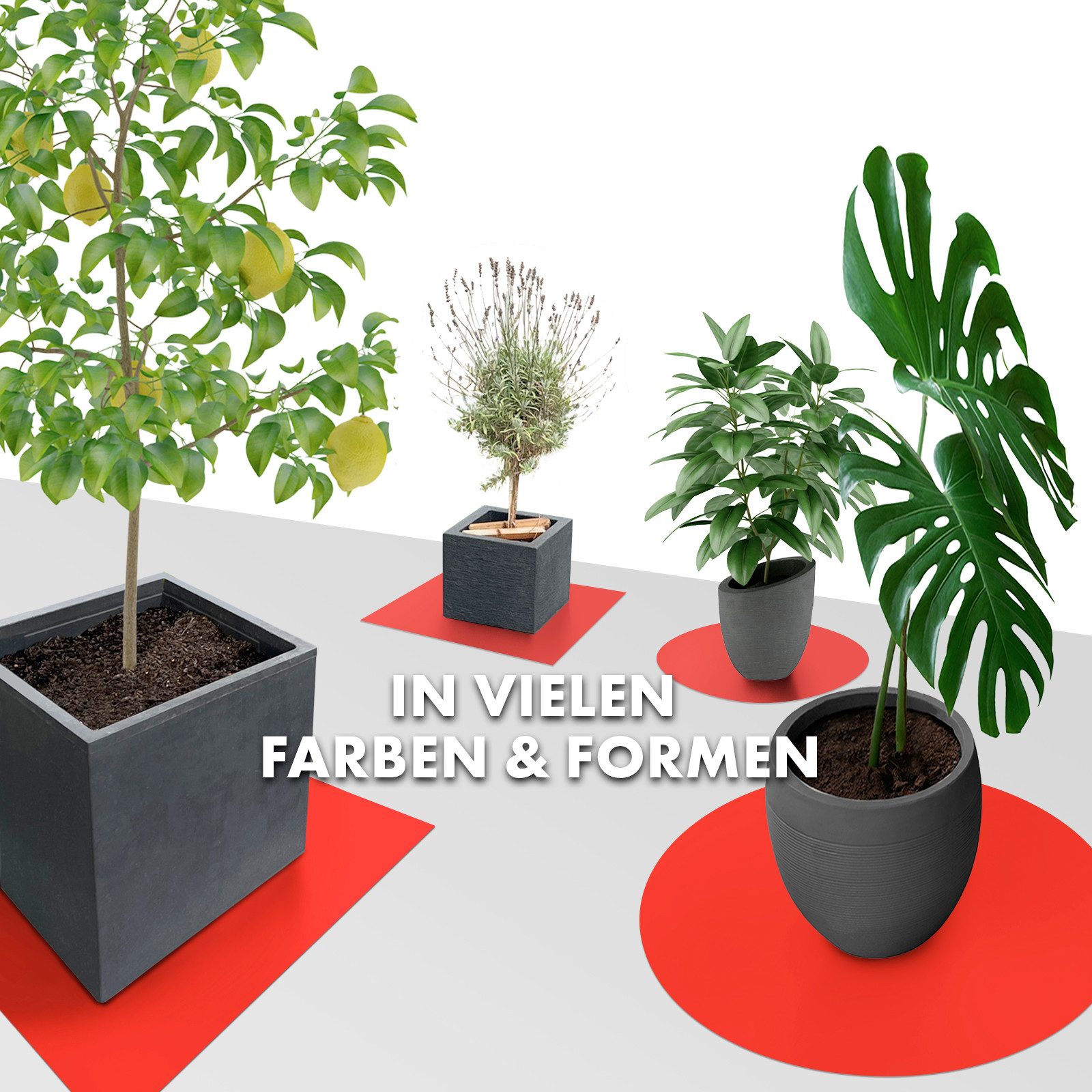 Karat Blumentopfuntersetzer mit abgeschrägter Kante Majesty, In vielen Farben und Größen