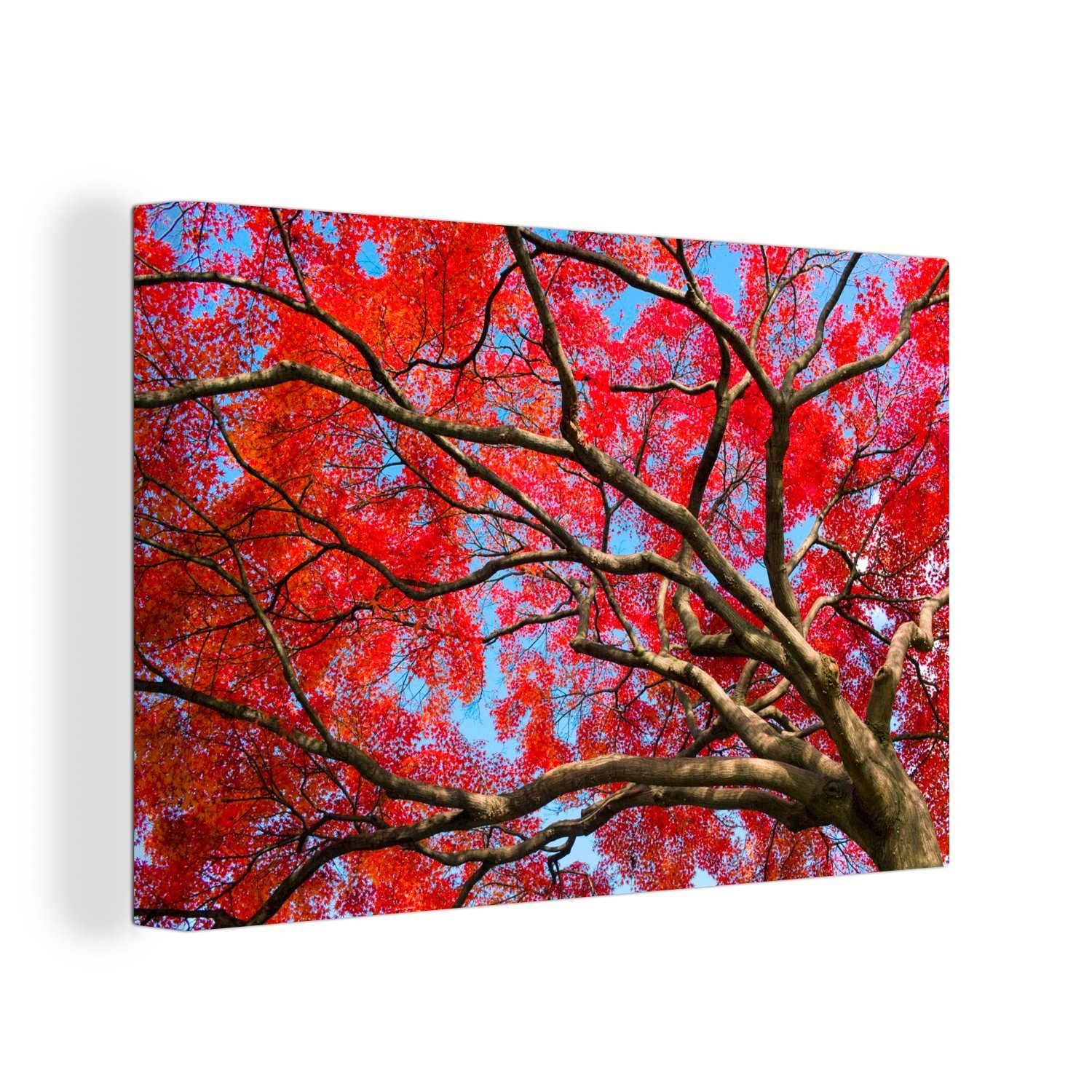 OneMillionCanvasses® Leinwandbild Japanischer Ahorn mit roten Blättern vor blauem Himmel, (1 St), Wandbild Leinwandbilder, Aufhängefertig, Wanddeko, 30x20 cm