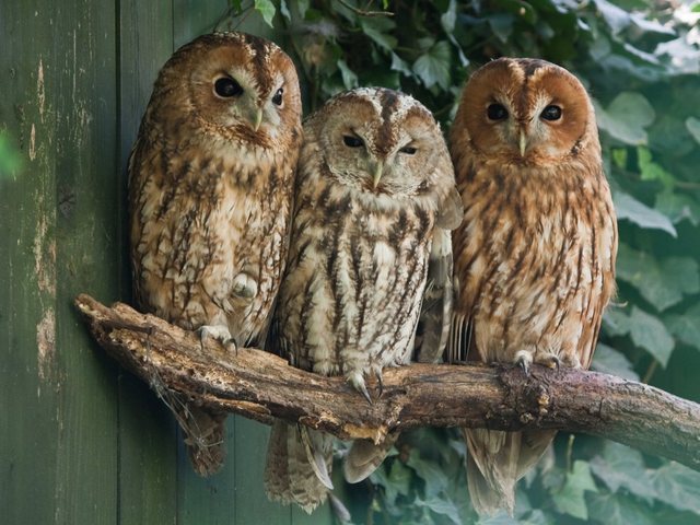 Papermoon Fototapete »Tawny Owls«, glatt-Otto