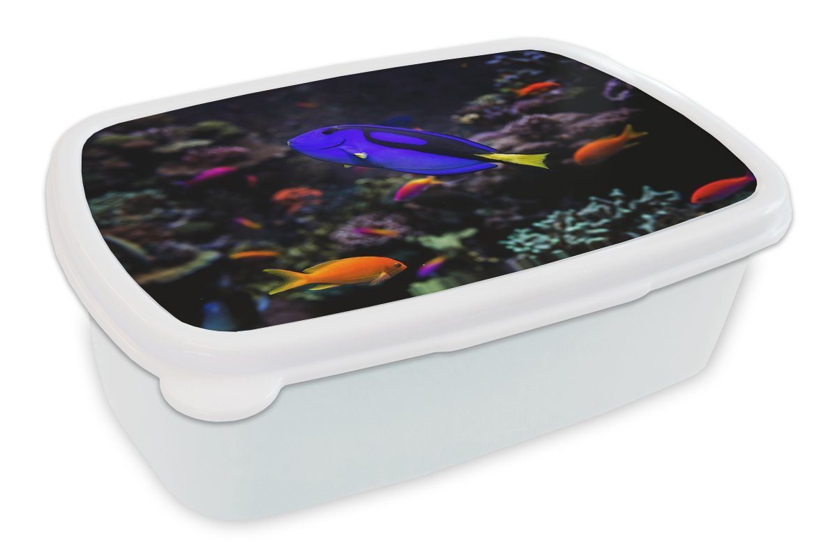 MuchoWow Lunchbox Ein Picasso-Doktorfisch in einem Aquarium, Kunststoff, (2-tlg), Brotbox für Kinder und Erwachsene, Brotdose, für Jungs und Mädchen weiß