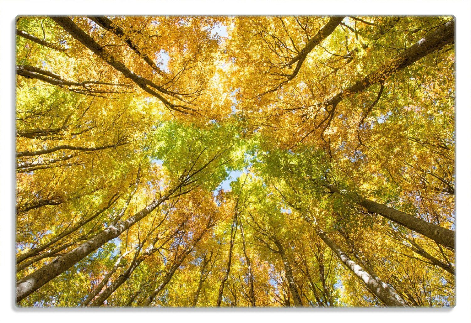 Wallario Frühstücksbrett Goldener Herbst - Bunte Blätter von unten betrachtet, (inkl. rutschfester Gummifüße 4mm, 1-St), 20x30cm