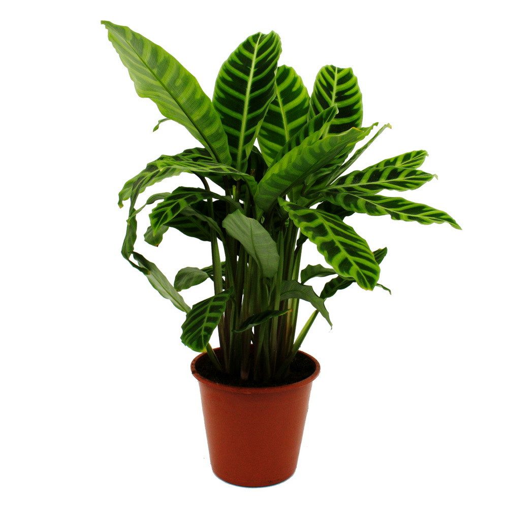 Exotenherz Zimmerpflanze Gestreifte XXL-Schattenpflanze Calathea zebrina 19cm Topf
