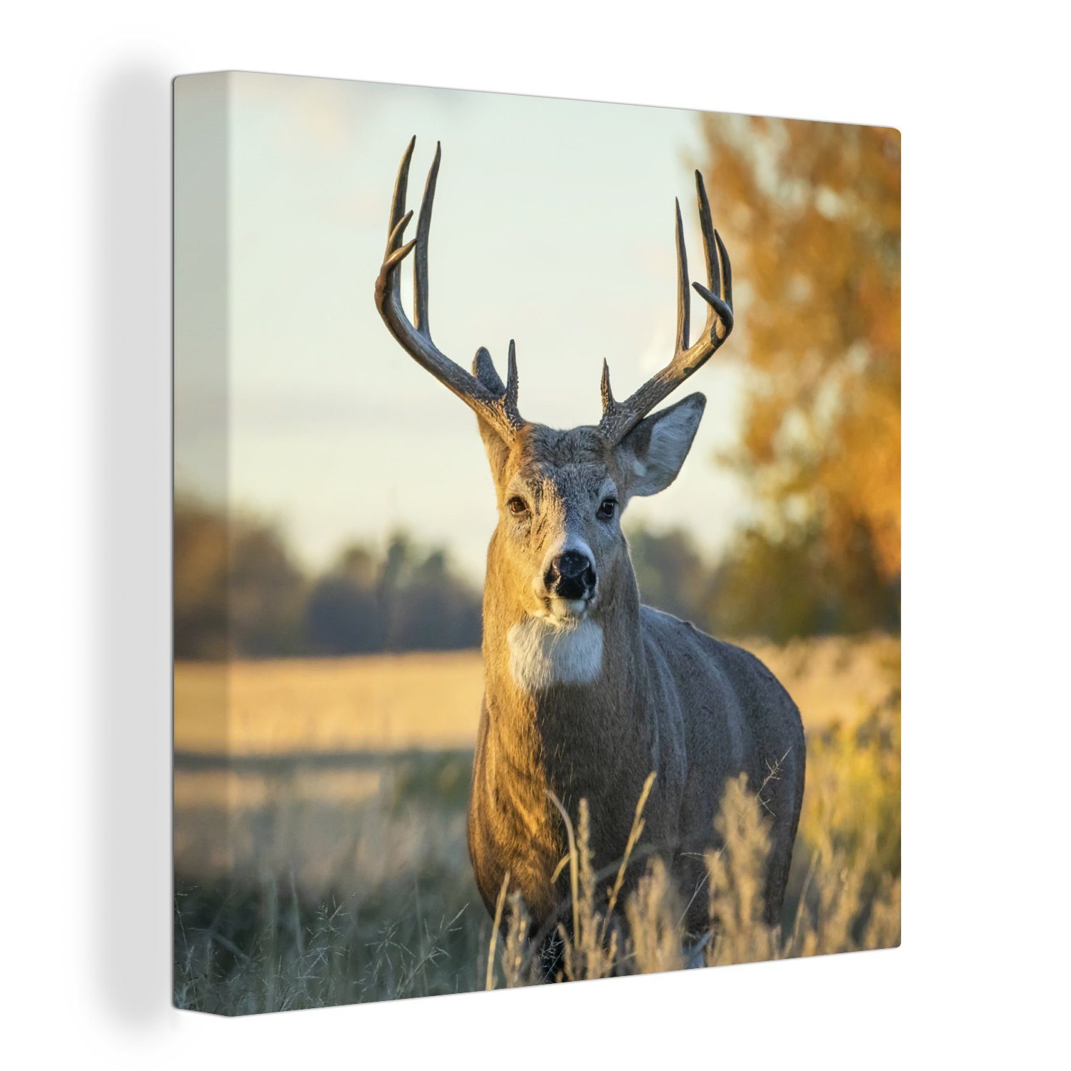 OneMillionCanvasses® Leinwandbild Hirsche - Gras - Herbst - Geweih - Natur - Tiere, (1 St), Leinwand Bilder für Wohnzimmer Schlafzimmer bunt