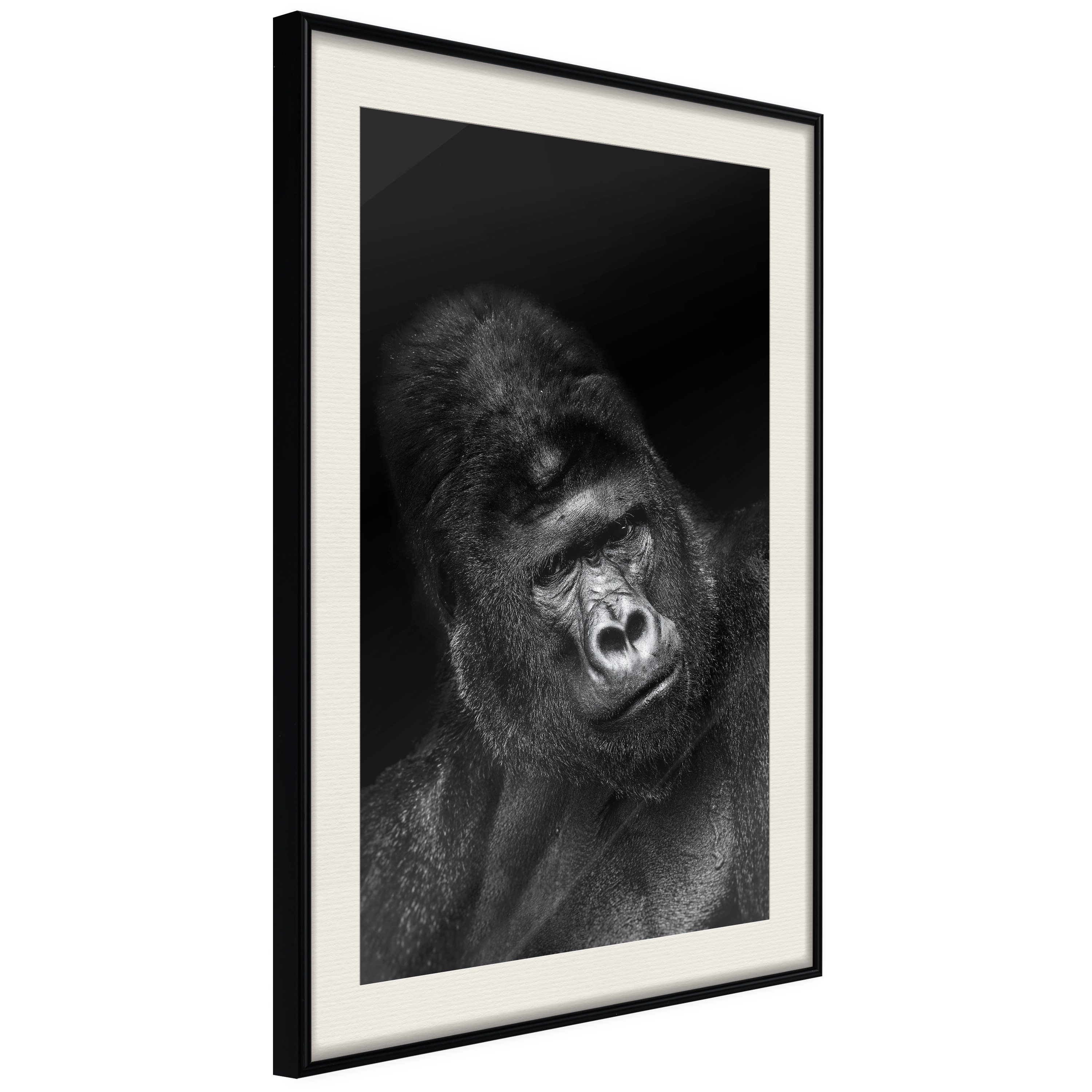 Poster Gorilla []