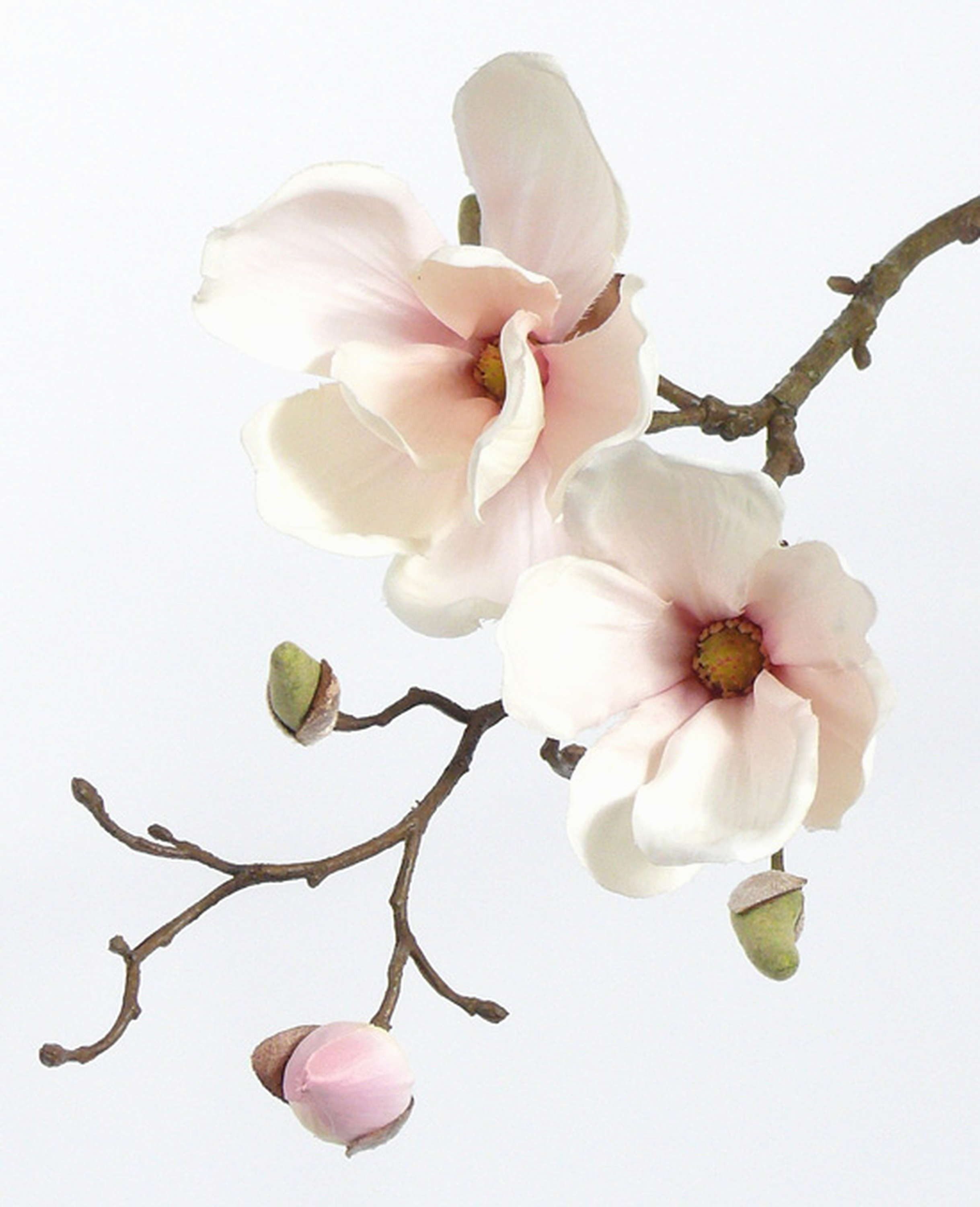 Kunstzweig Künstlicher Magnolien Zweig MALBINE, 2 Blüten, weiß - rosa, 50cm Magnolie, artplants, Höhe 50.0 cm