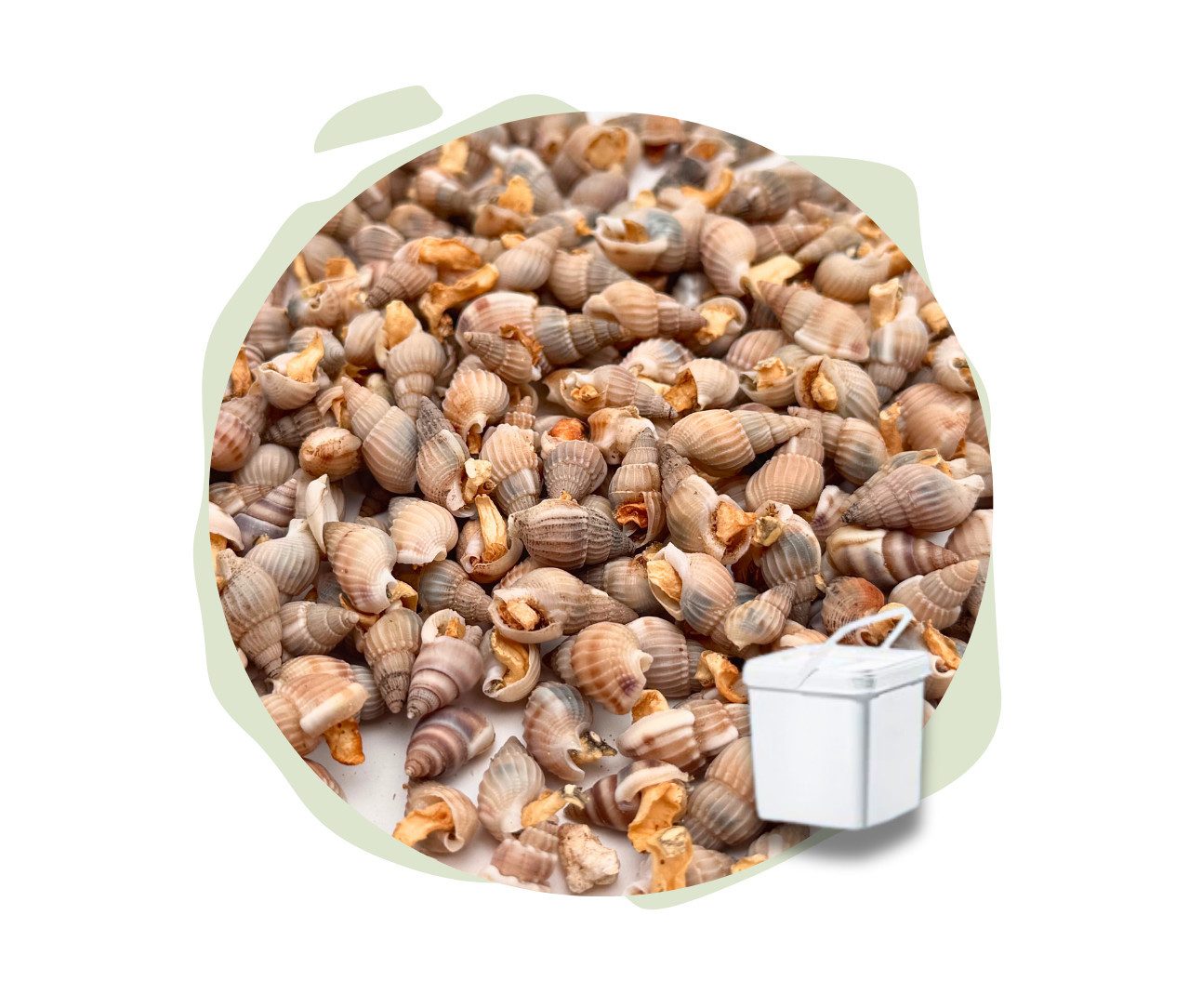 Warnick´s Tierfutterservice Schnecken gefriergetrocknet im Eimer für Zierfische, Garnelen & Krebse, Ergänzungsfutter für: Zierfische, Krebse, Garnelen