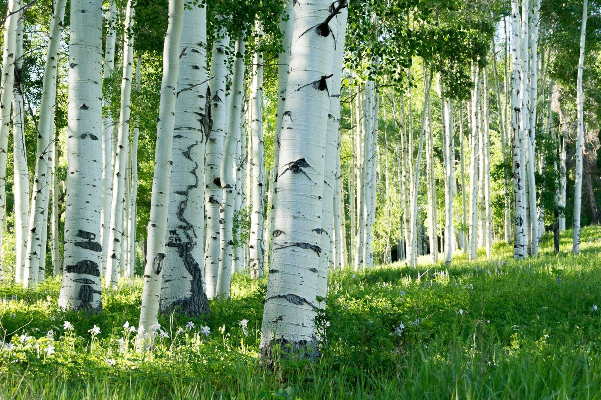 Fototapete Birkenwald