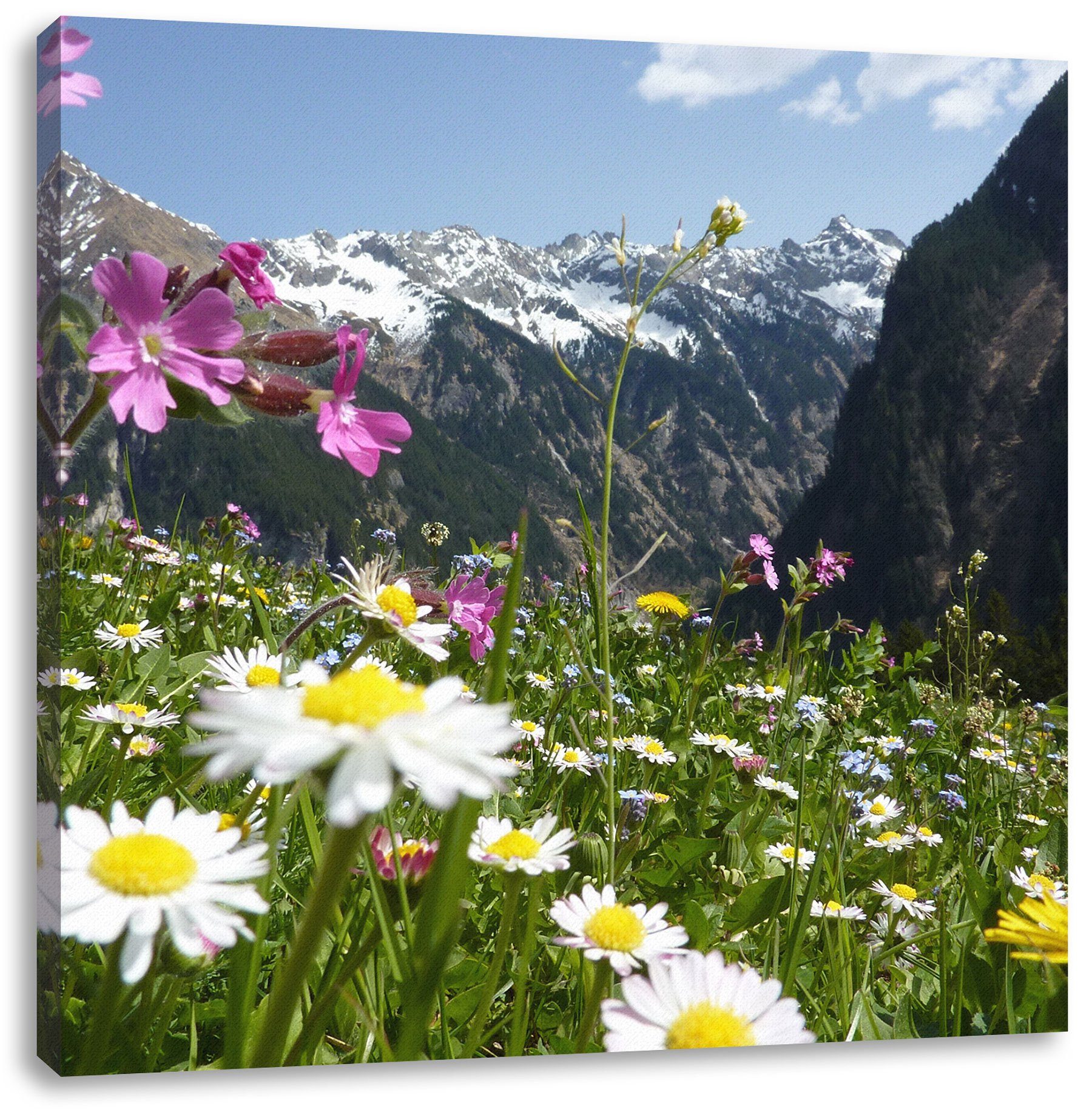 Pixxprint Leinwandbild Wunderschöne Blumen Alpenwiese, Wunderschöne Blumen Alpenwiese (1 St), Leinwandbild fertig bespannt, inkl. Zackenaufhänger