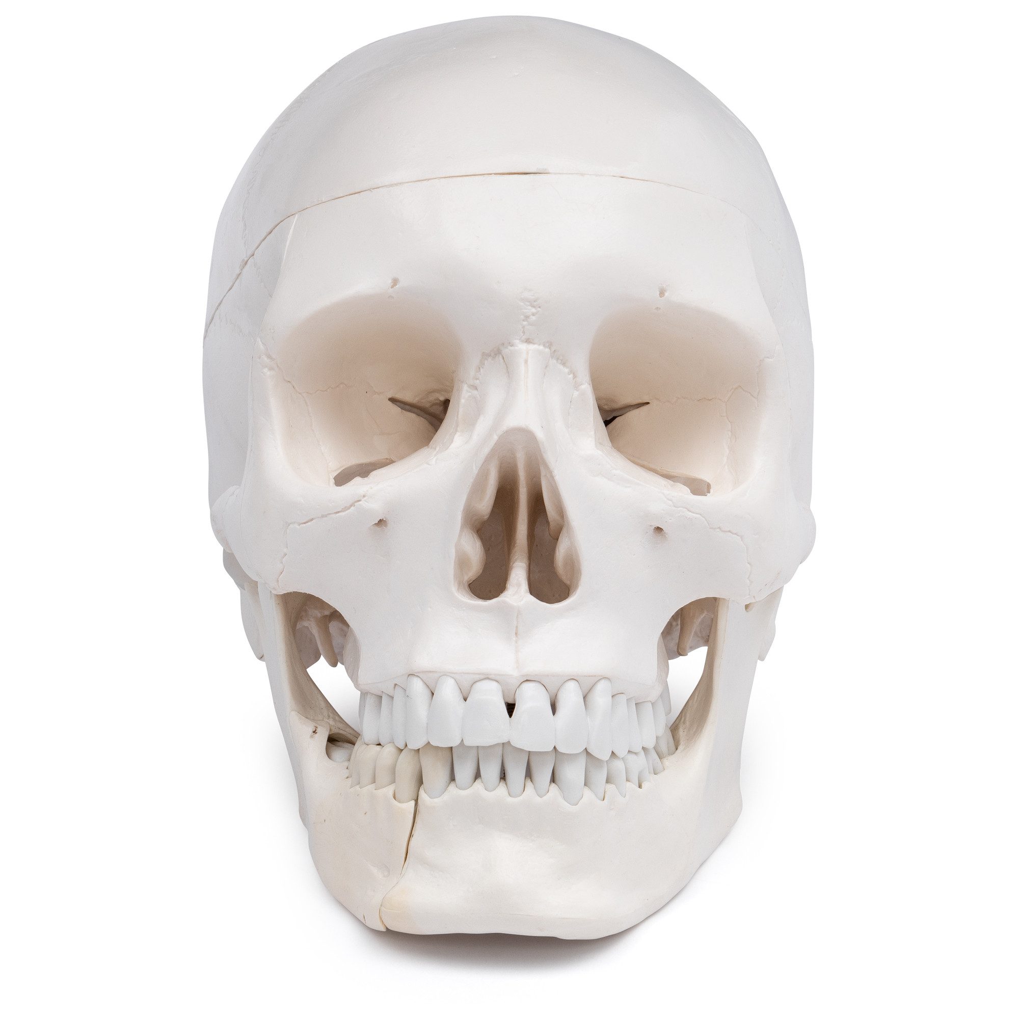 Cranstein Scientific Dekoobjekt Schädel Anatomie Modell lebensgroß 4 teilig Dental mit Unterkieferklap