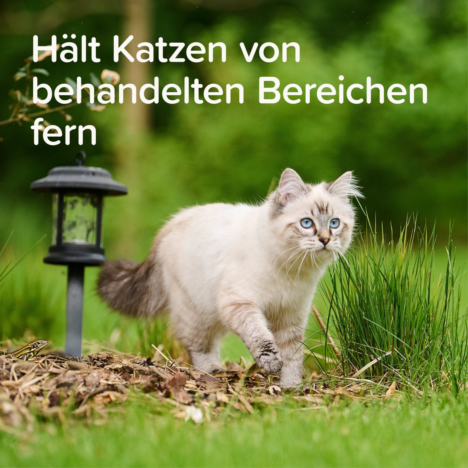 beaphar Vergrämungsmittel KEEP OFF Outdoor Fernhalte-Spray für Katzen, 500 ml, 500 ml – Bild 3 von 5