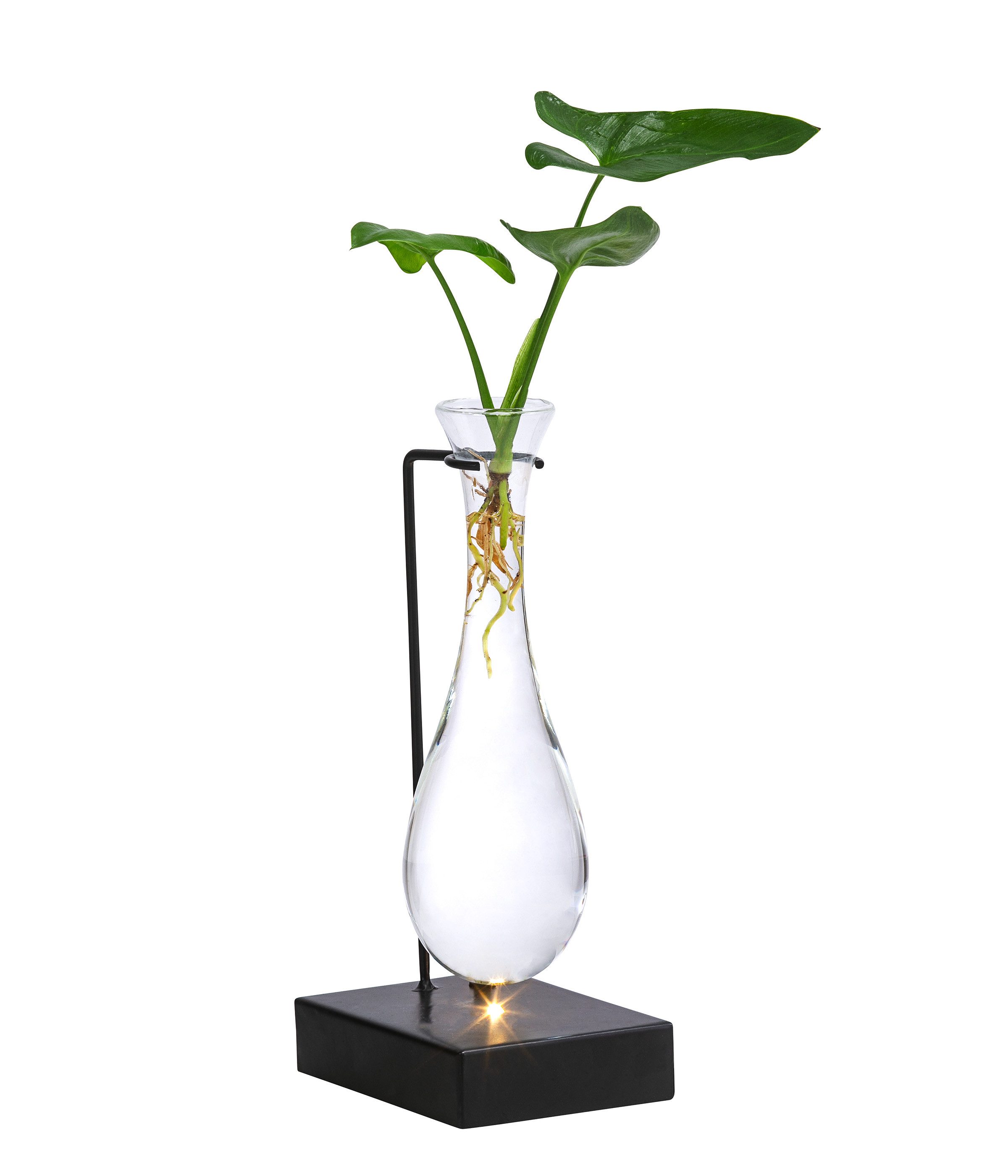 Dehner Zimmerpflanze Waterplant Baumfreund, Philodendron Fun Bun, Ø 6 cm x 30 cm, Wasserpflanze in LED Vase