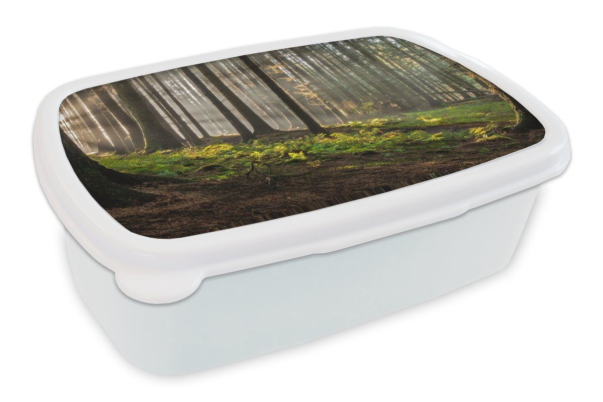 MuchoWow Lunchbox Sonne - Äste - Bäume - Wald - Natur, Kunststoff, (2-tlg), Brotbox für Kinder und Erwachsene, Brotdose, für Jungs und Mädchen weiß