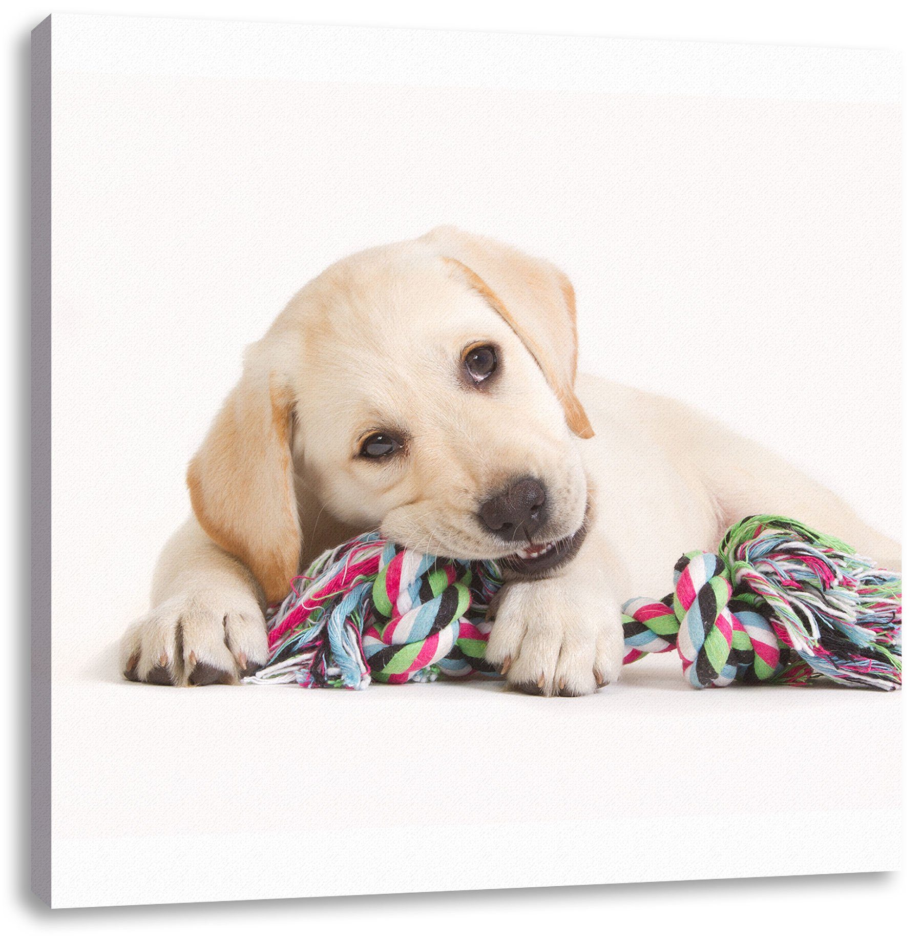Pixxprint Leinwandbild Hundewelpe, Hundewelpe (1 St), Leinwandbild fertig bespannt, inkl. Zackenaufhänger