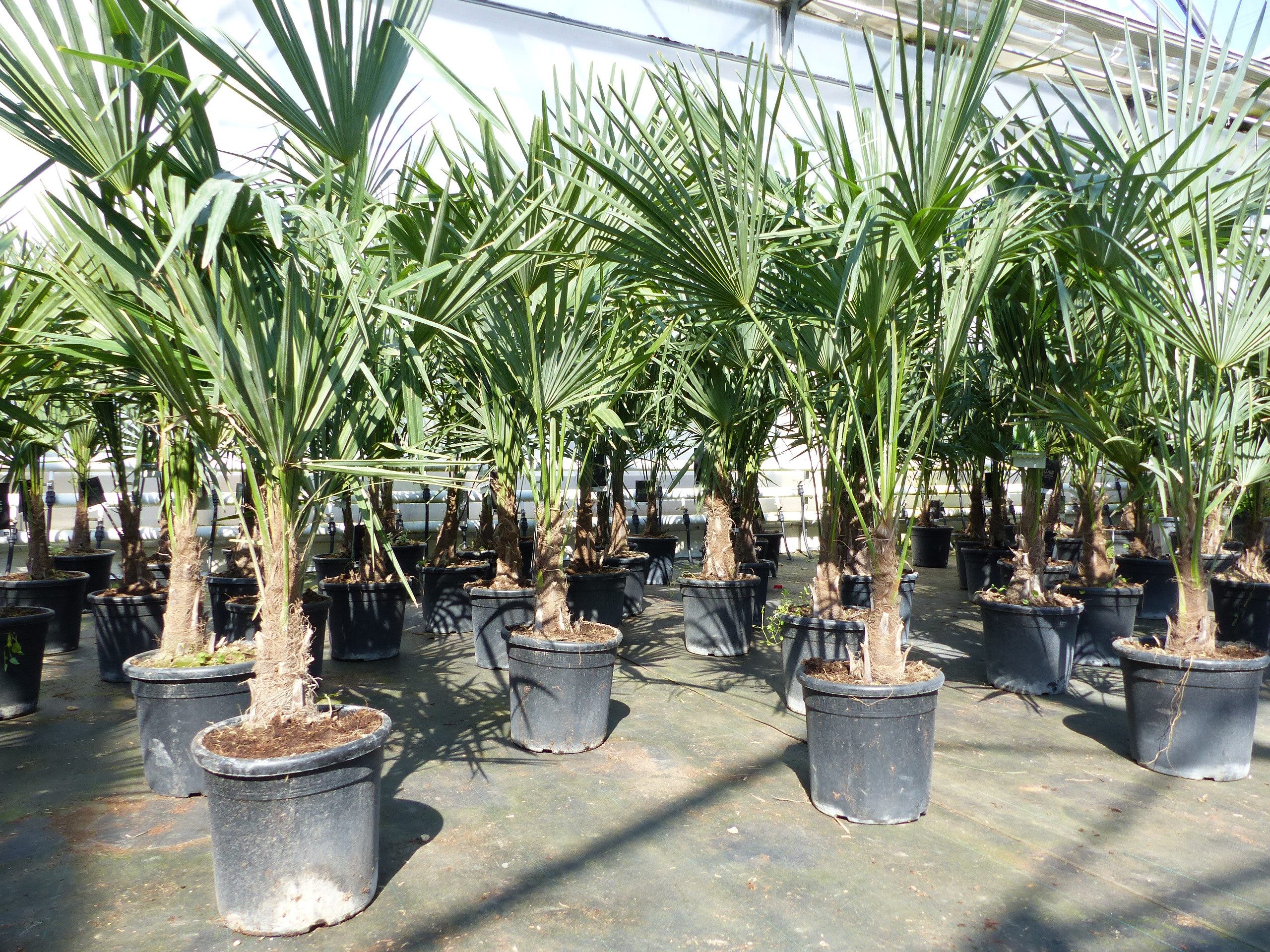 gruenwaren jakubik Baum Trachycarpus fortunei 140 cm Palme Hanfpalme, winterhart bis -18°C