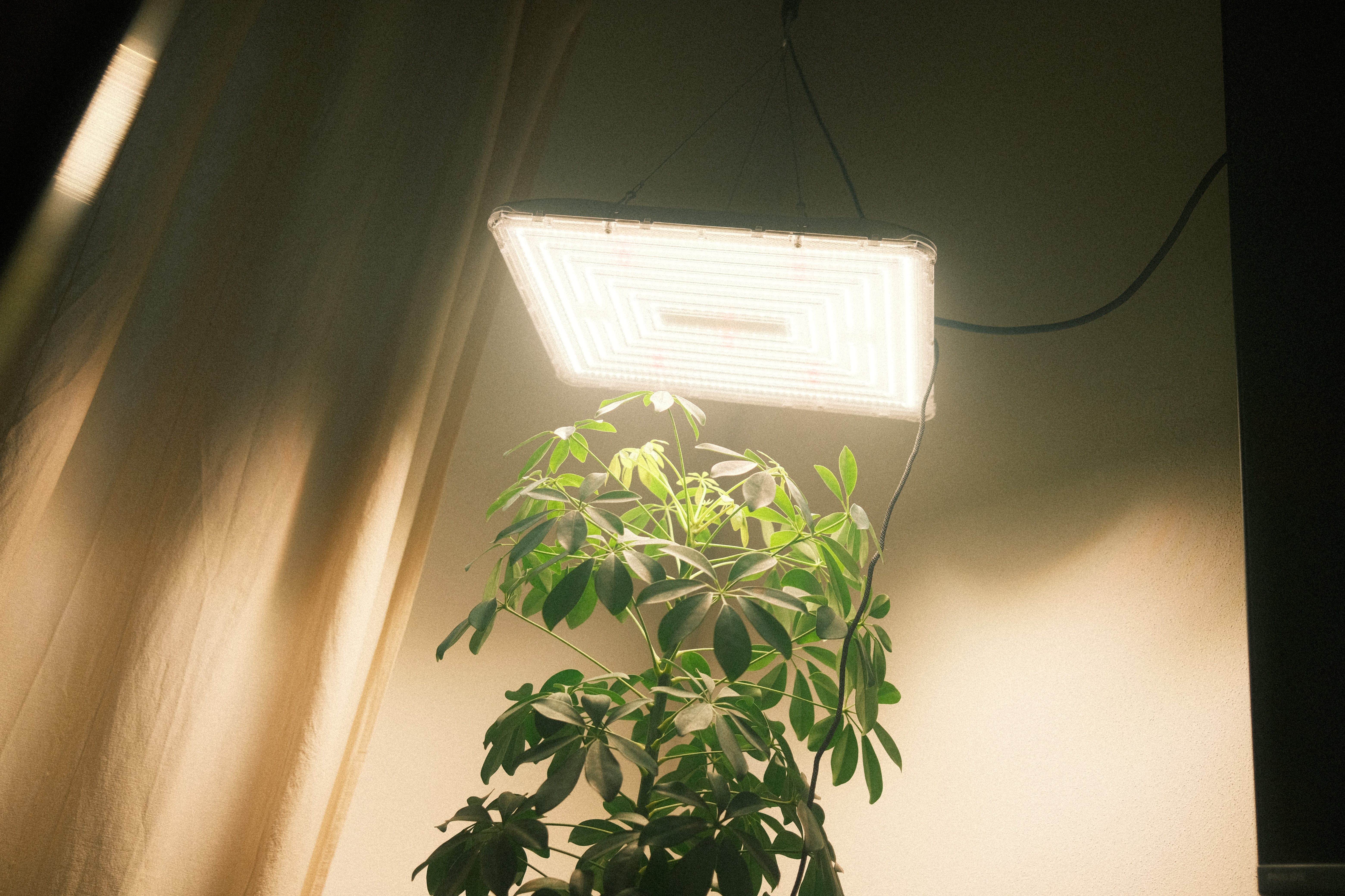 Die Bold GmbH Pflanzenlampe Grow Lampe 200 Watt (Dimmbar, Inkl. höhenverstellbarer Aufhängung), LED fest integriert, [Spritzwassergeschützt nach IP65, Wachstum  – Bild 5 von 5