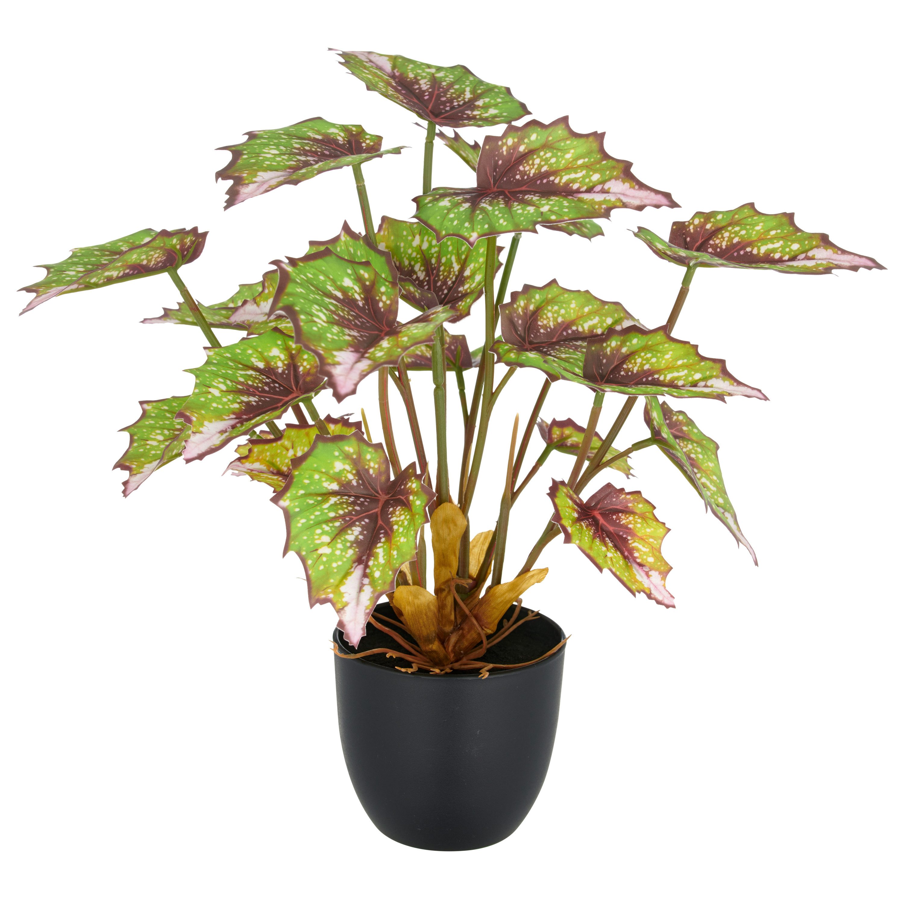 Kunstpflanze Begonia rex, Creativ green, Höhe günstig online kaufen