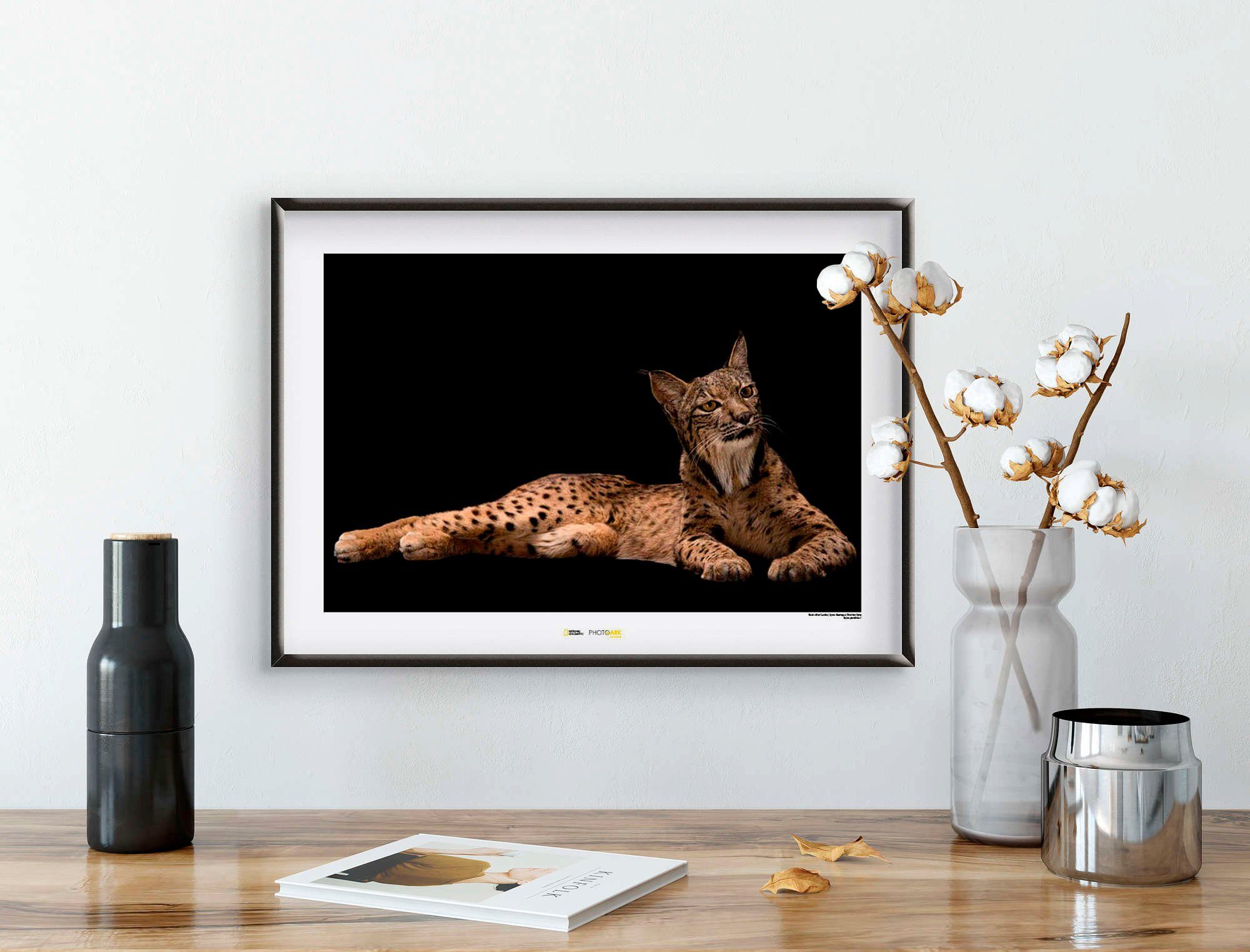 Komar Poster »Iberian Lynx«, Tiere, Höhe: 40cm-HomeTrends
