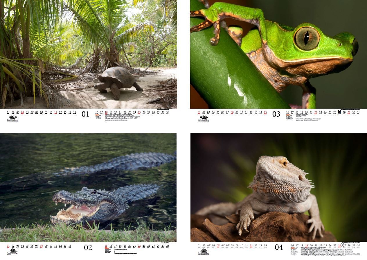 Thumbnail - Seelenzauber Wandkalender Tierzauber Amphibien und Reptilien DIN A3 Kalender für 2026