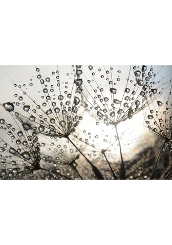 Papermoon Fototapetas »Dandelion Seeds Drops« gl...