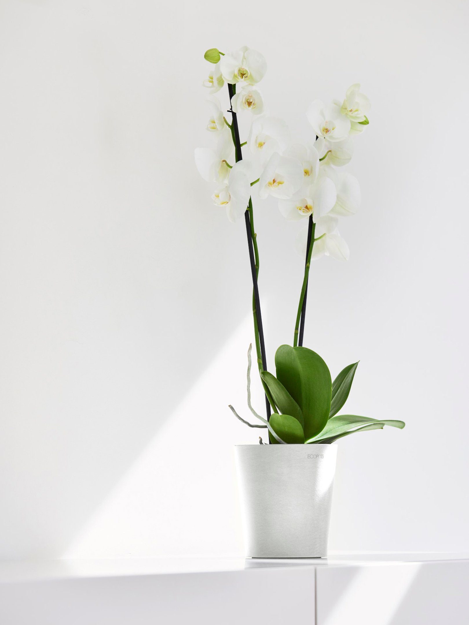 ECOPOTS Blumentopf Morinda Orchidee 14 Weiß, günstig online kaufen
