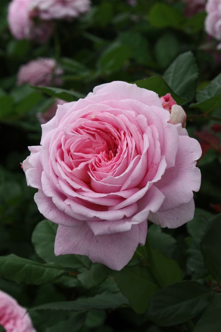 Pflanzen für Dich Rose Rosa Rosengräfin Marie Henriette