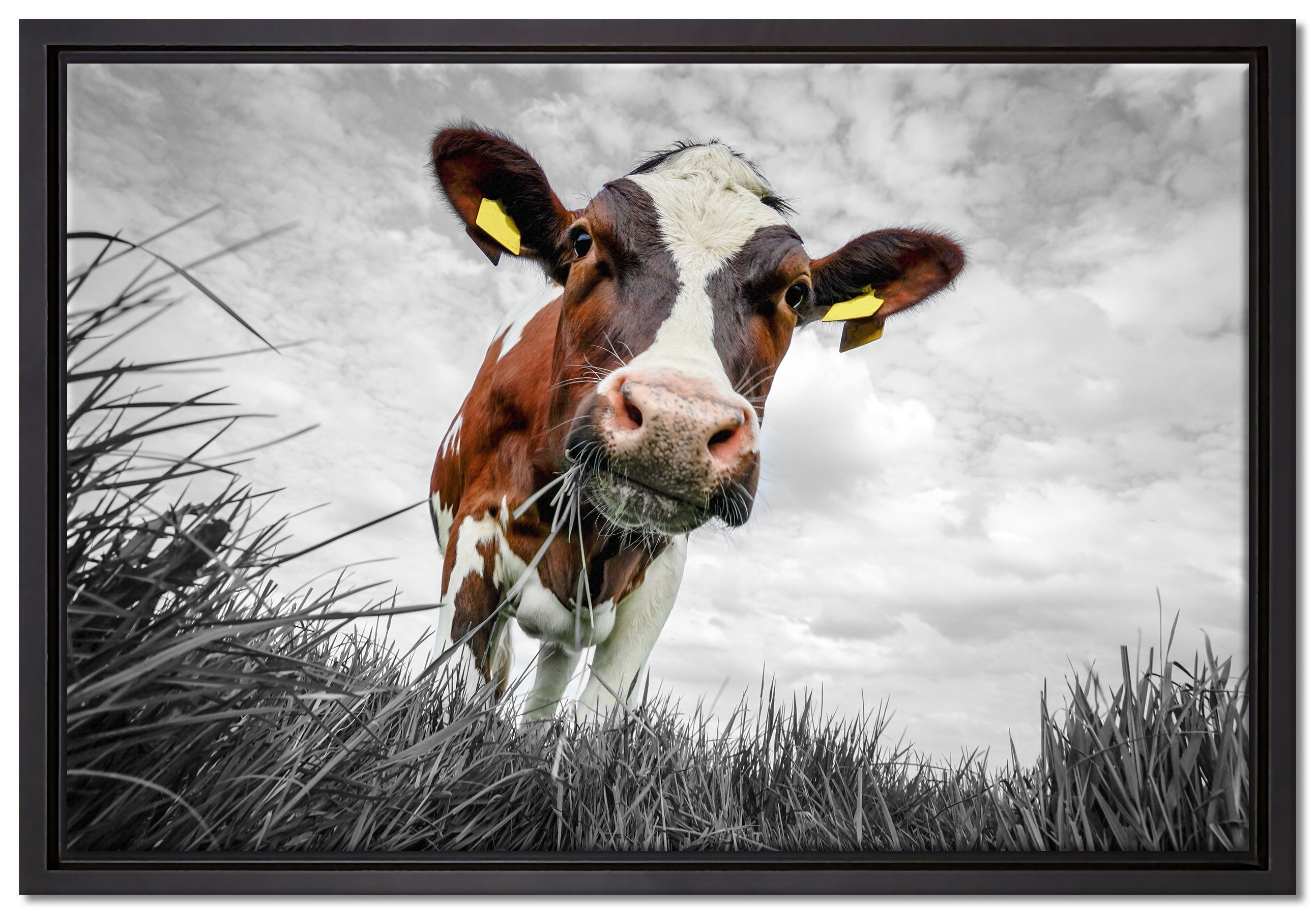 Pixxprint Leinwandbild Nahaufnahme Grasende Kuh auf Weide B&W Detail, Wanddekoration (1 St), Leinwandbild fertig bespannt, in einem Schattenfugen-Bilderrahmen gefasst, inkl. Zackenaufhänger