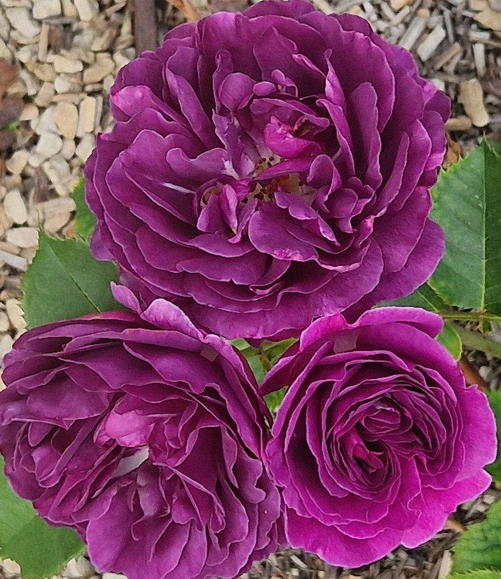 BALDUR Garten Rose Beetrose 'Minerva®', 1 St., Schnittblume, duftend, reichblühend, winterhart, mehrjährig