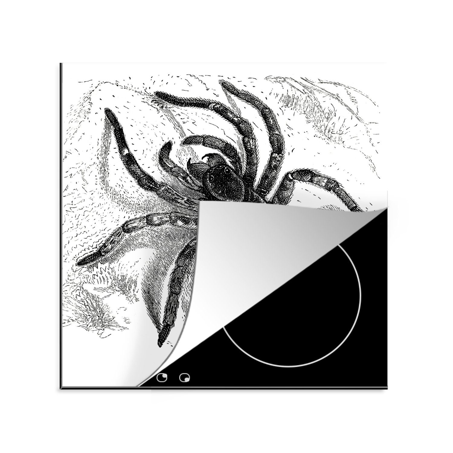 MuchoWow Herdblende-/Abdeckplatte Vogelspinne - Spinnen - Tiere, Vinyl, (1 tlg), 78x78 cm, Ceranfeldabdeckung, Arbeitsplatte für küche