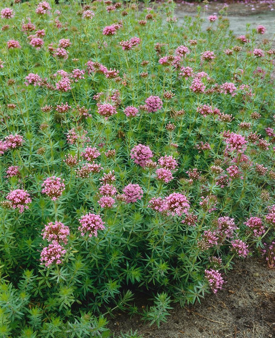 Pflanzen für Dich Staude Phuopsis stylosa, 1 St., Klebriger Flohkraut, Kreuzblume