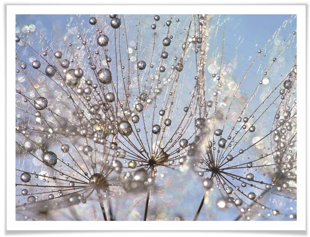 St) (1 Pusteblume, Wall-Art Poster Blumen Wassertropfen