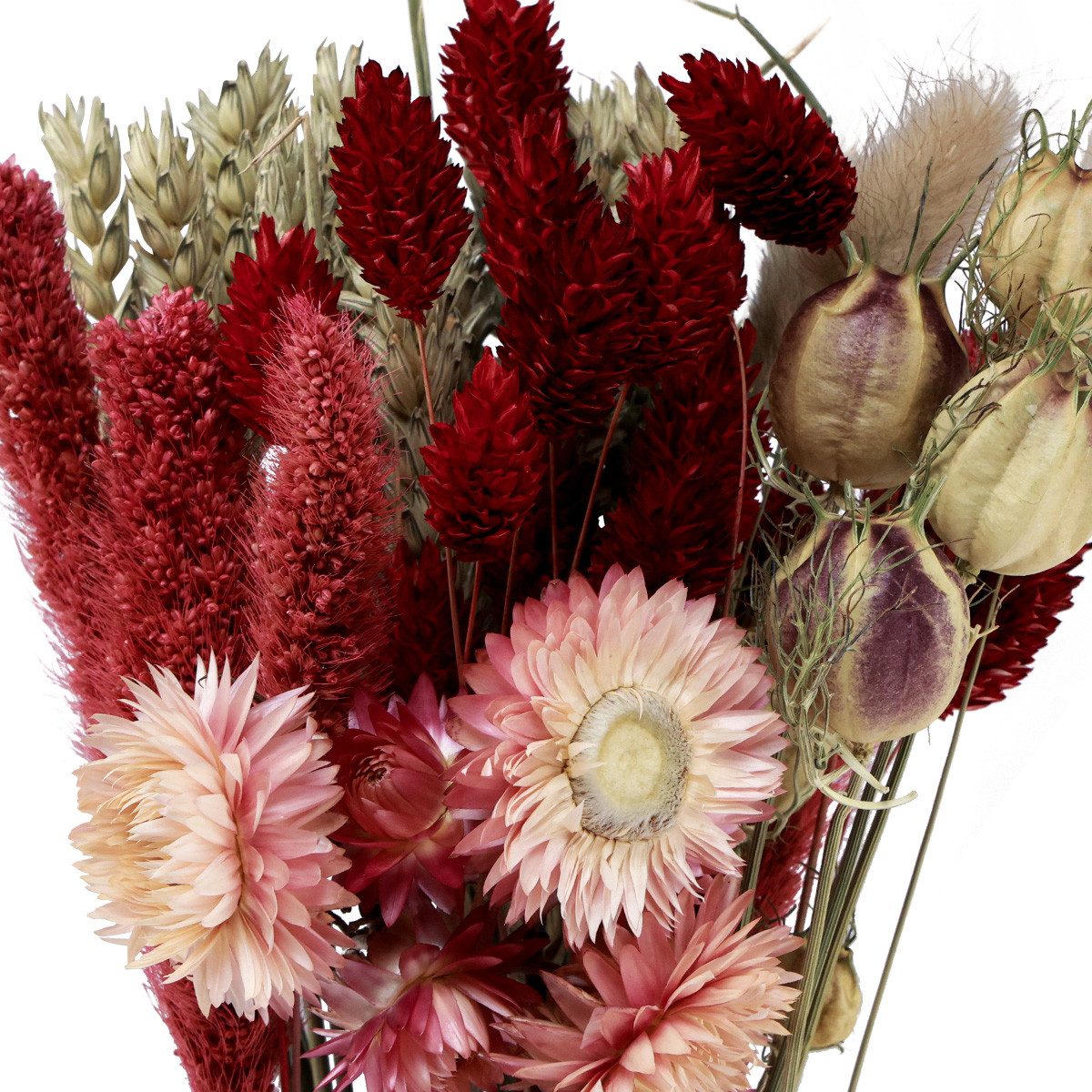 Trockenblume Trockenblumenstrauß Strohblume Phalaris Rot 30cm günstig online kaufen