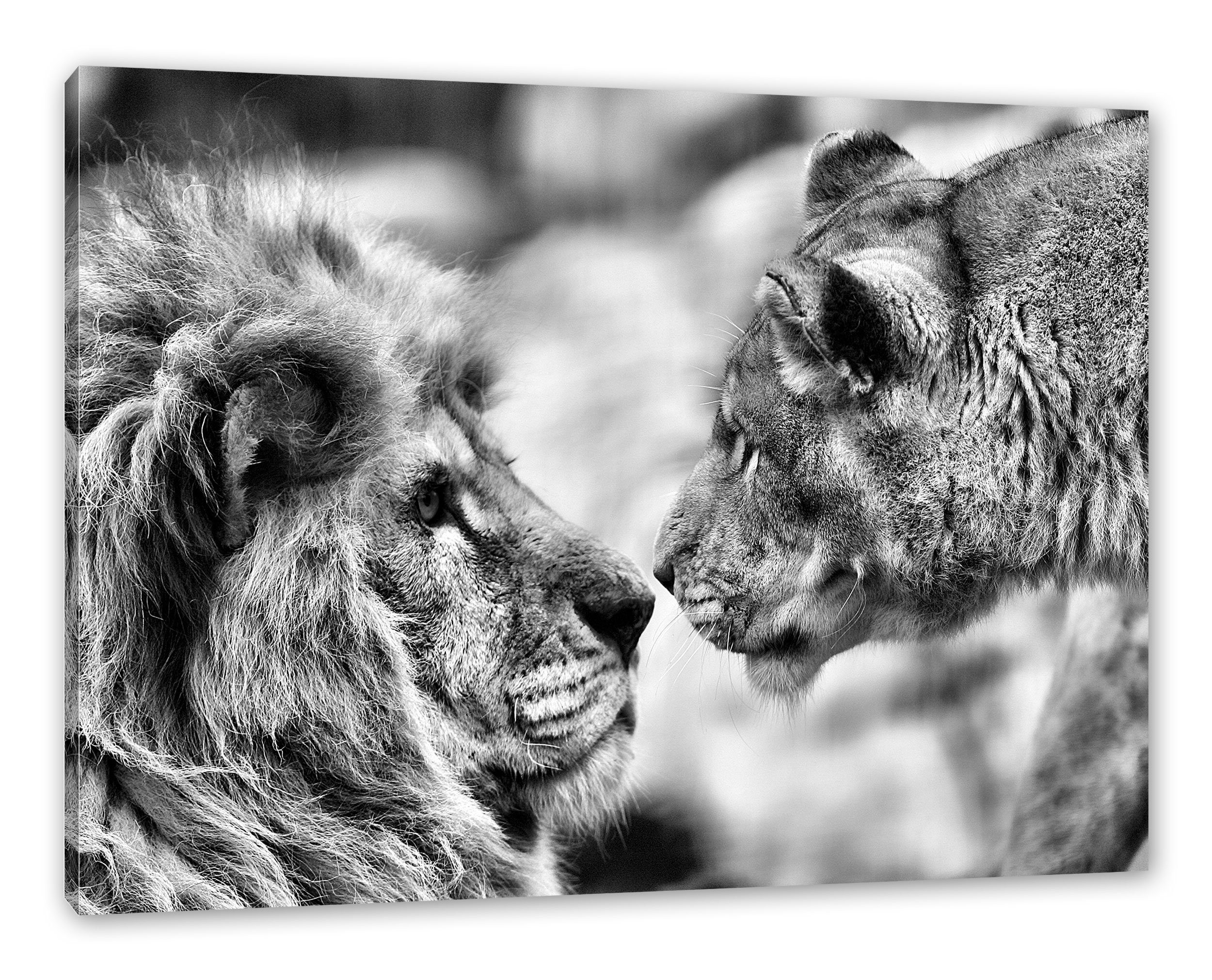 Pixxprint Leinwandbild Verliebtes Löwenpaar, Verliebtes Löwenpaar (1 St), Leinwandbild fertig bespannt, inkl. Zackenaufhänger