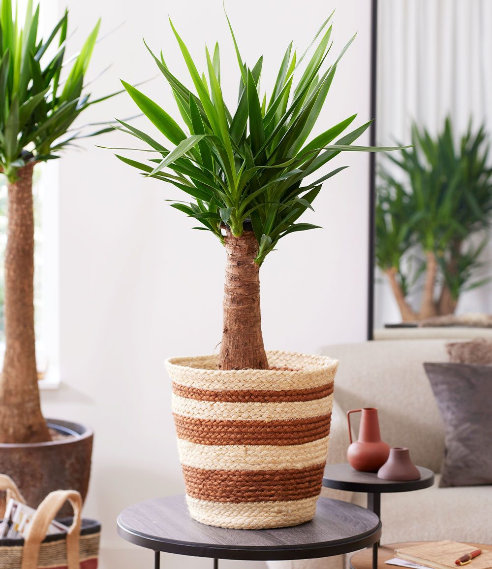 BALDUR Garten Zimmerpflanze Yucca Palme 'Maya' ca. 60 cm hoch, 1 St., Palmlilien, genügsam, pflegeleicht