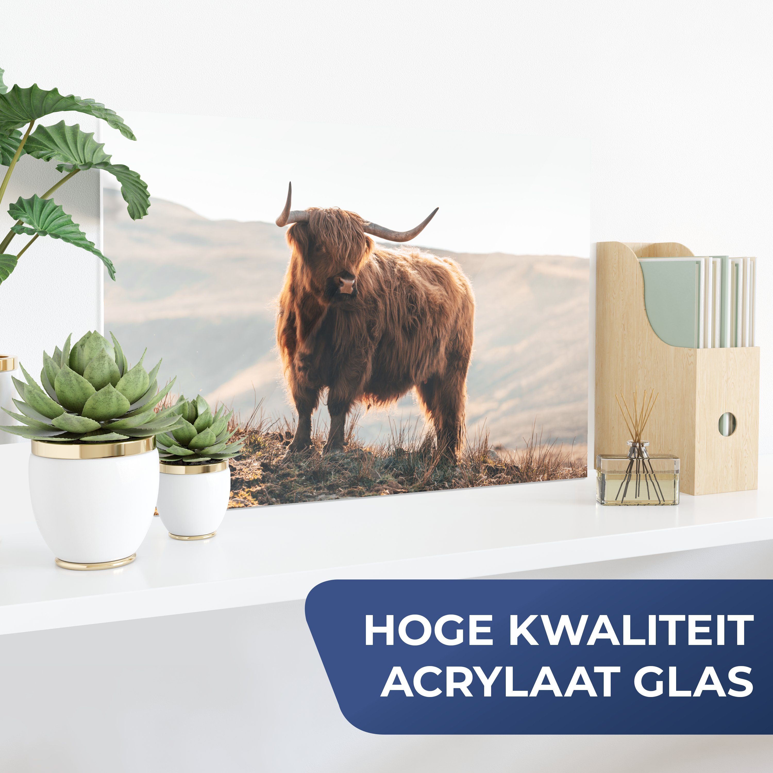 MuchoWow Acrylglasbild Schottische Highlander - Tiere günstig online kaufen