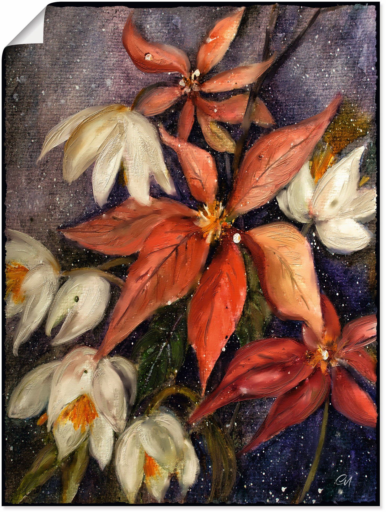 Artland Wandbild Weihnachtsstern mit Christrose, Blumenbilder (1 St), als Alubild, Leinwandbild, Wandaufkleber oder Poster in versch. Größen