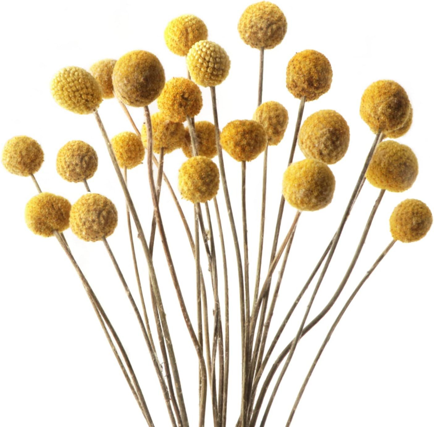 Trockenblume Getrocknete Billy Bälle 20 Stück, 45 cm für Hochzeit Herbst Home Decor, FELIXLEO