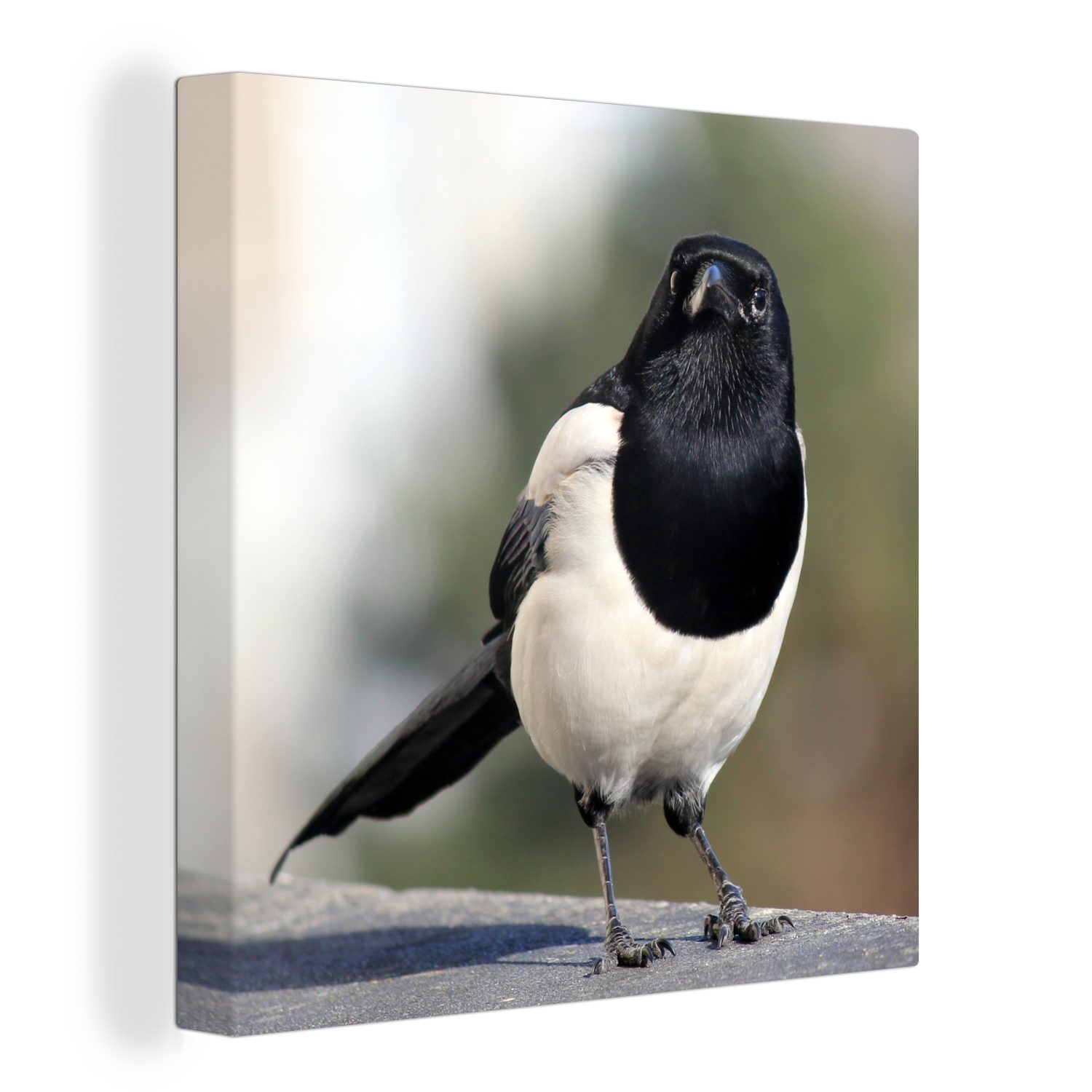 OneMillionCanvasses® Leinwandbild Elster - Stein - Vogel, (1 St), Leinwand Bilder für Wohnzimmer Schlafzimmer | Leinwandbilder