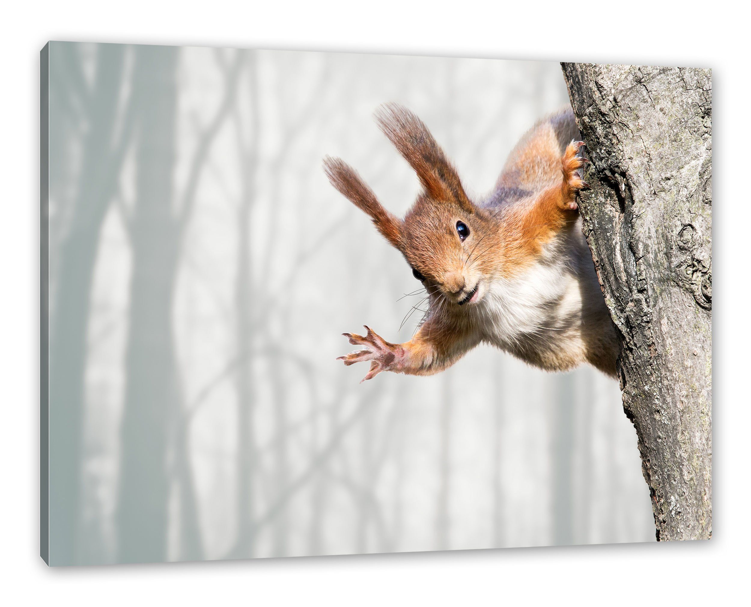 Pixxprint Leinwandbild Neugierig rotes Eichhörnchen, Neugierig rotes Eichhörnchen (1 St), Leinwandbild fertig bespannt, inkl. Zackenaufhänger | Leinwandbilder