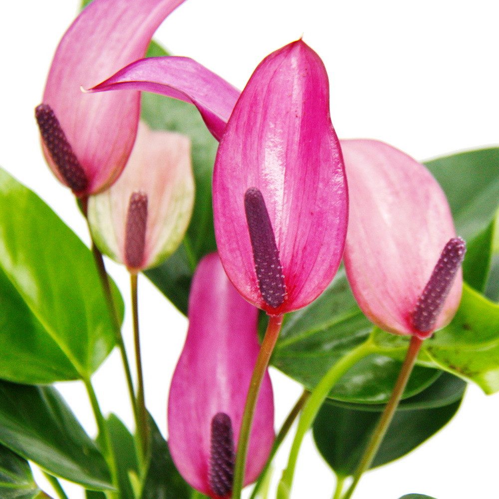 Exotenherz Zimmerpflanze Kleine Flamingoblume Anthurium andreanum Baby-Anthurie 7cm Topf