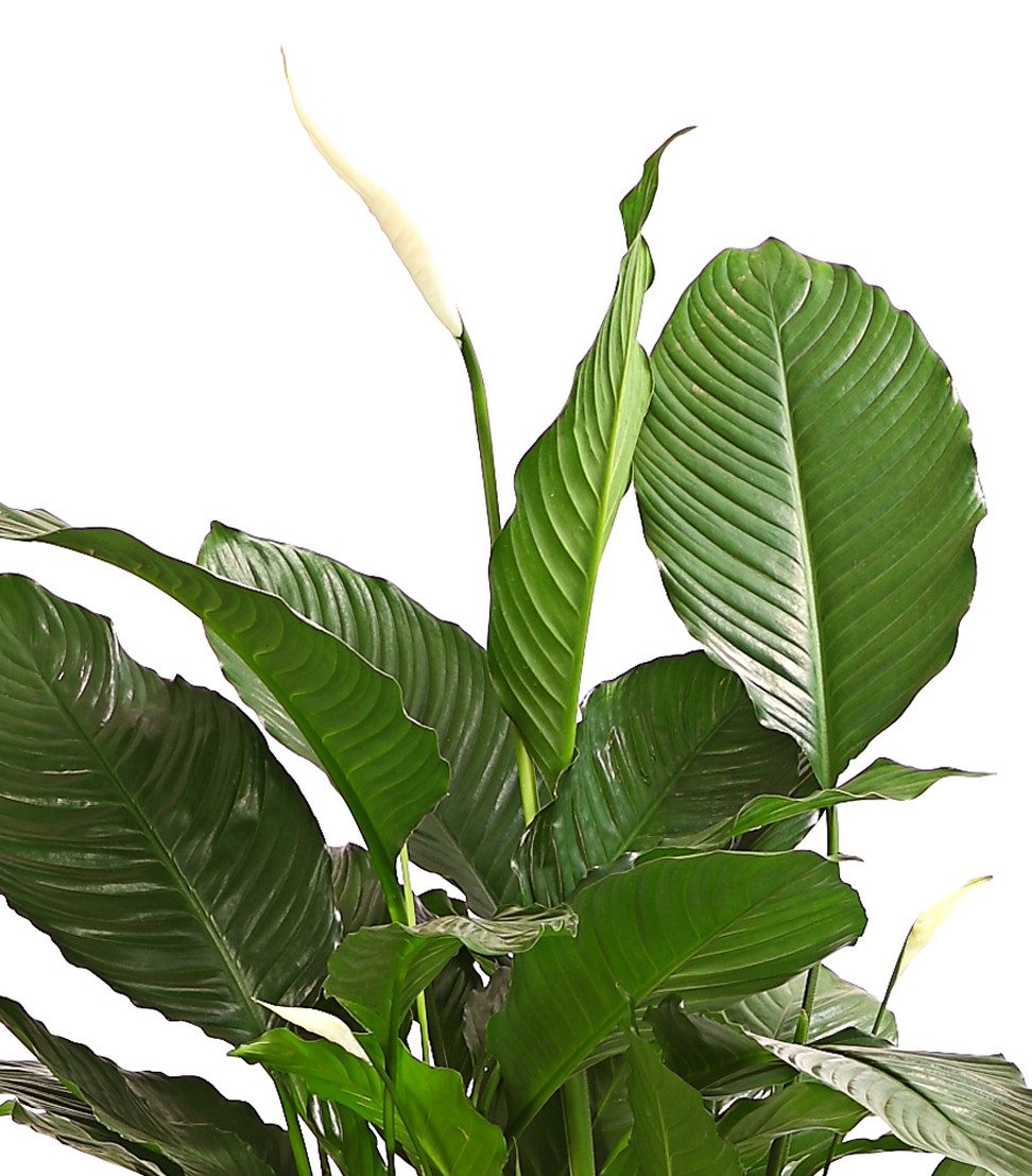 Dehner Zimmerpflanze Zimmerpflanze, Spathiphyllum, luftreinigend
