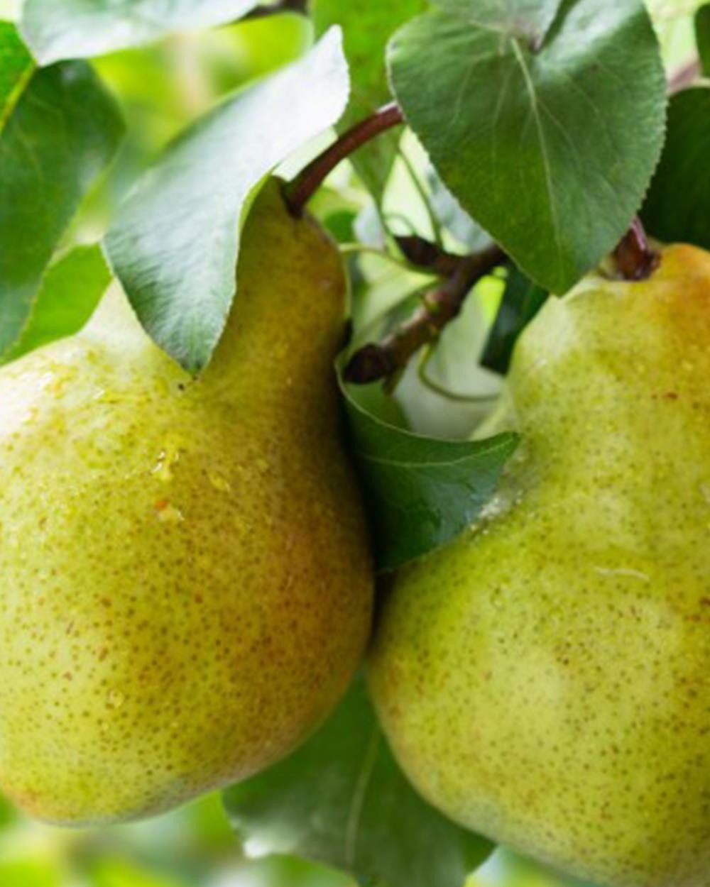 YODEYMA Eau de Parfum YODEYMA Parfum Amira - orientalisches Eau de Parfum für Damen (50 ml)